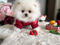TEACUP AYICIK POMERANİAN