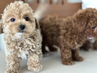 Ankaranın  en seçkin maltipoo yavruları