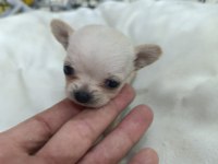 Maltese 5 şivava yavrularımız