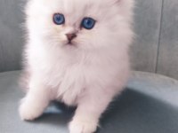A Kalite Güzel British Longhair Yavrular