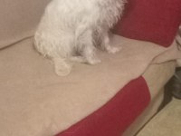 İki Yaşında Dişi Maltese Terrier