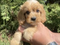 Cavapoo Bebekler
