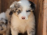 Harika border collie bebekler