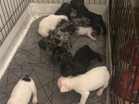 Safkan french bulldog yavrular