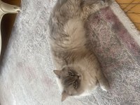 KEDİMİZDEN ÜCRET TALEP EDİLMEYECEKTİR
