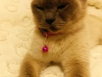 İki güzel british shorthair