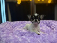 Orj teacup chihuahua bebeklerimiz (ŞİVAVA)