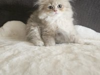 FULL SCR Lİ YAVRU KEDİLER