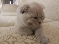 Minik scottish fold yavrularına ömürlük yuva
