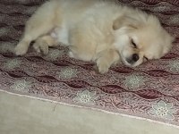Pekinez yavru erkek 4 aylık karne ve aşıları vardır
