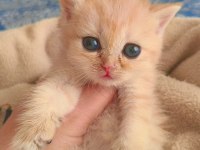 Son kalan peluş gibi yavru kediler