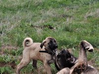 2 Buçuk Aylık KANGAL