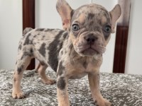 Ev bakımı french bulldog yavrularım