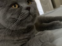 Sevgi dolu bir aileye sahiplendirilecek kedimiz