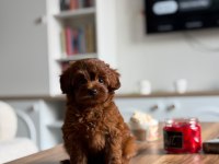 Top Poodle 2,5 Aylık