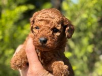 Red Brown Toy poodle bebeklerimiz