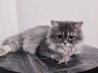 7 AYLIK BRİTİSH LONGHAİR DİŞİ KEDİMİZ