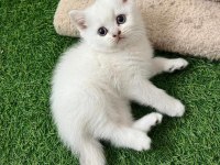 Safkan kedilerim kabiliyeti bilene