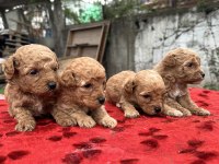 Toy Poodle bebişler