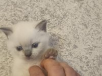 British shorthair blue point yavrumuz