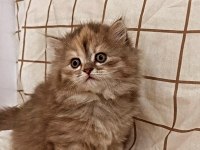 Prenses british longhair kızımıza yuva aranıyor