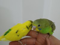 Yeni yem kırmaya başlayan muhabbet kuşları