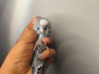 Jumbo Yavru Muhabbet Kuşları