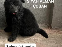 Solid black siyah alman çoban köpeği üst düzey bir yavru