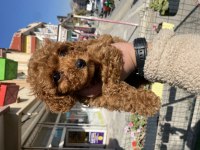 Kore kanı orijinal Red Brown Toy Poodle dişi