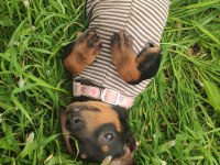 Daschund Köpeği