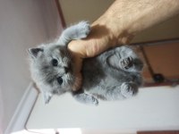 BRİTİSH KEDİLERİMİ SAHİPLENDİRECEĞİM
