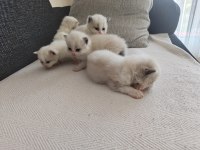 SAFKAN RAGDOLL BLUE BI COLOR 5 ADET YAVRU