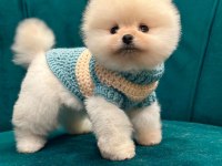 POMERANİAN BOO YAVRULARI