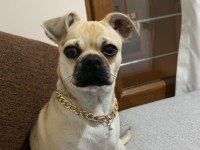 AŞILARI TAM 7 AYLIK PUG YAVRUSU