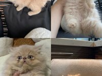 Exotic Shorthair - İran persian