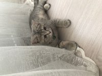 Evcil kedimiz scottish fold