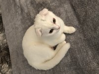 Gayet sağlıklı ve oyuncu scottish fold