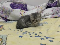 Yavru kedimize yuva arıyoruz scottish fold