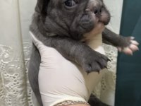 BLUE FRENCH BULLDOG BEBEKLER