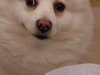 Beyaz volpino köpek ve köyü kahverengi melez kopeğim