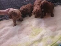Teacup poodle küçük boy bebeklerim