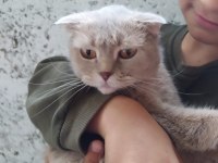 Lilac scottish fold dişimiz sahiplendirilecektir
