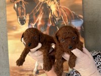 Toy poodle yavrularımız büyüdü