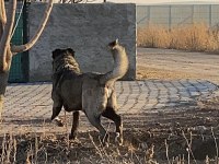 KÖPEĞİMİZİN BEDELİNİ ÖDEYEN ALIR