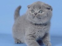 Kulaksız Gri Scottish Fold Shorthair