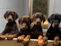 Safkan Dev King Europe Doberman Yavruları Hazır