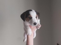 Jack Russell Yavruları