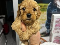 Oyuncak gibi poodle bebeklerimiz