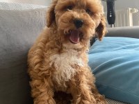 Maltipoo bebeklerimiz