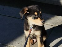 4 aylık rottweiler